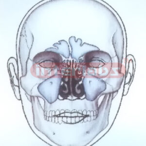 HUMAN FACE MODEL FOR MEDIAN OF NOSE Manufacturers and Suppliers From Ambala India