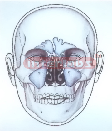 HUMAN FACE MODEL FOR MEDIAN OF NOSE Manufacturers and Suppliers From Ambala India