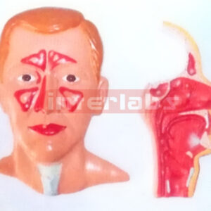 HUMAN HEAD