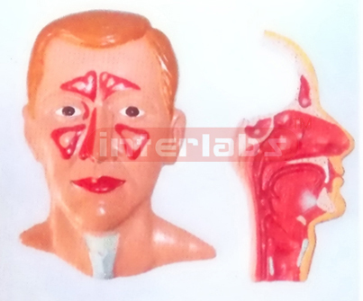 HUMAN HEAD