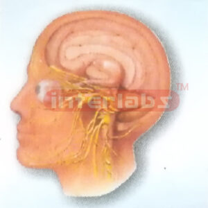 HUMAN HEAD AND NECK CRANIAL NERVES DISTRIBUTION MODEL Manufacturers and Suppliers From Ambala India
