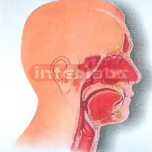 HUMAN HEAD