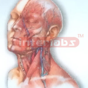 HUMAN HEAD AND NECK DEEP DISTRIBUTION MODEL STRUCTURES Manufacturers and Suppliers From Ambala India