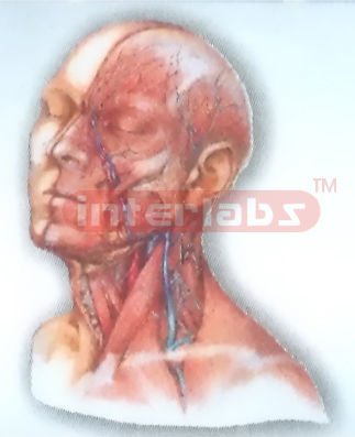HUMAN HEAD AND NECK DEEP DISTRIBUTION MODEL STRUCTURES Manufacturers and Suppliers From Ambala India