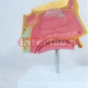 LEFT NOSE MODEL Manufacturers and Suppliers From Ambala India