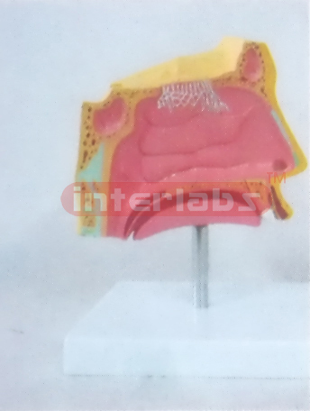 LEFT NOSE MODEL Manufacturers and Suppliers From Ambala India