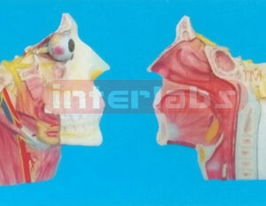 EXTRA-MAGNIFIED MODEL OF BRAIN DISTRIBUTION OF BRAIN NERVES IN THE HEAD AND NECK Manufacturers and Suppliers From Ambala India
