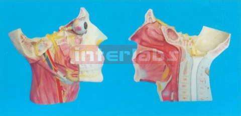 EXTRA-MAGNIFIED MODEL OF BRAIN DISTRIBUTION OF BRAIN NERVES IN THE HEAD AND NECK Manufacturers and Suppliers From Ambala India