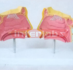 FULL NOSE MODEL Manufacturers and Suppliers From Ambala India