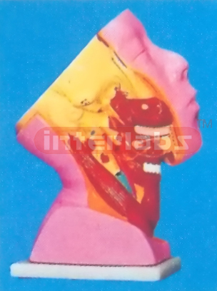 THE DEEP MODEL OF HUMAN FACE Manufacturers and Suppliers From Ambala India