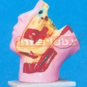 THE TRIGAMINAL NERVE MODEL OF HUMAN FACE Manufacturers and Suppliers From Ambala India
