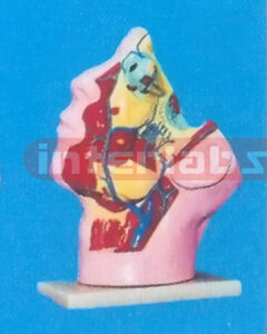 THE SPONGE SINUS MODEL OF HUMAN FACE Manufacturers and Suppliers From Ambala India