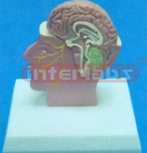 DESKTYPE SMALL. MEDIAN SECTION OF THE HEAD WITH DISSECTIBLE HALF BRAIN Manufacturers and Suppliers From Ambala India