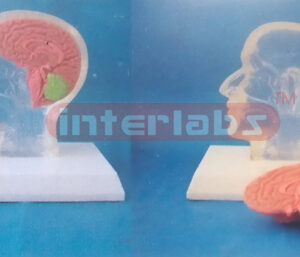 LITTLE TRANSPARENT HALF HEAD WITH DISSECTIBLE BRAIN & PLASTIC BASE Manufacturers and Suppliers From Ambala India