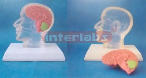 LITTLE TRANSPARENT HALF HEAD WITH DISSECTIBLE BRAIN & PLASTIC BASE Manufacturers and Suppliers From Ambala India