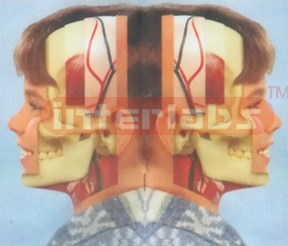 HUMAN FACE MODEL FOR SEPARATIONAL LAYER ANATOMY Manufacturers and Suppliers From Ambala India