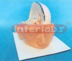 BIG HEAD WITH ANATOMICAL BRAIN AND BASE Manufacturers and Suppliers From Ambala India