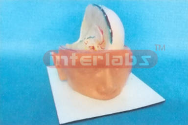BIG HEAD WITH ANATOMICAL BRAIN AND BASE Manufacturers and Suppliers From Ambala India