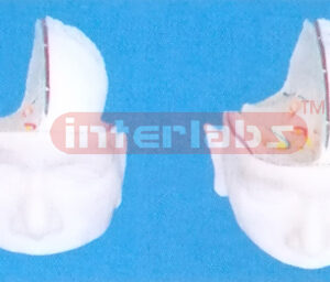 BIG HEAD SHOUING HALF PROTRUDING BRAIN MODEL (1 PC