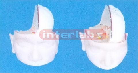 BIG HEAD SHOUING HALF PROTRUDING BRAIN MODEL (1 PC
