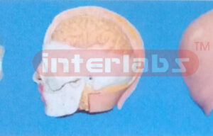 BIG HEAD SHOW HALF PROTRUDING BRAIN MODEL (1 PC