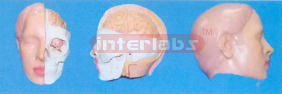 BIG HEAD SHOW HALF PROTRUDING BRAIN MODEL (1 PC