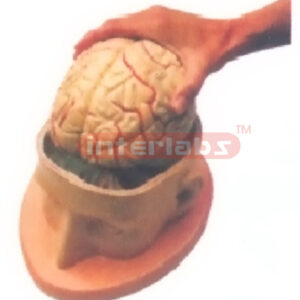 HALF HEAD SHOWING BRAIN Manufacturers and Suppliers From Ambala India