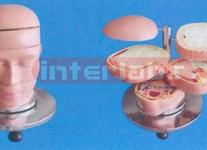 ANATOMICAL DISC MODEL OF HUMAN HEAD AND NECK (5 PCS) Manufacturers and Suppliers From Ambala India