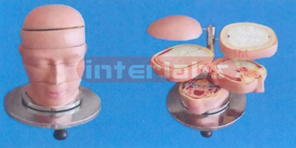 ANATOMICAL DISC MODEL OF HUMAN HEAD AND NECK (5 PCS) Manufacturers and Suppliers From Ambala India