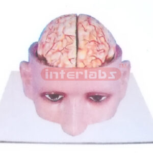 INDO-TYPE HALF HEAD MODEL SHOWING BRAIN Manufacturers and Suppliers From Ambala India