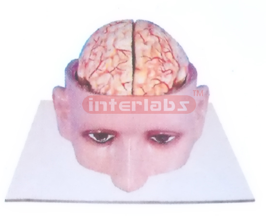 INDO-TYPE HALF HEAD MODEL SHOWING BRAIN Manufacturers and Suppliers From Ambala India