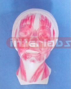HUMAN BEAUTY HEAD SHOWING FACE MUSCLES Manufacturers and Suppliers From Ambala India