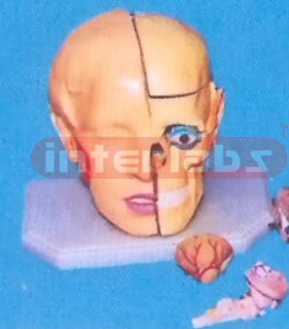 GIANT DELUXE HEAD MODEL WITH FULL BRAINS (11-PARTS) Manufacturers and Suppliers From Ambala India