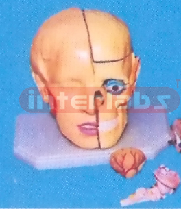 GIANT DELUXE HEAD MODEL WITH FULL BRAINS (11-PARTS) Manufacturers and Suppliers From Ambala India