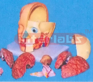 GIANT DELUXE HEAD MODEL WITH FULL BRAINS (1O-PARTS) Manufacturers and Suppliers From Ambala India