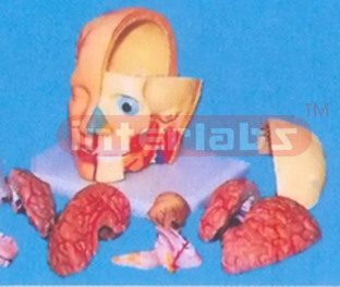 GIANT DELUXE HEAD MODEL WITH FULL BRAINS (1O-PARTS) Manufacturers and Suppliers From Ambala India