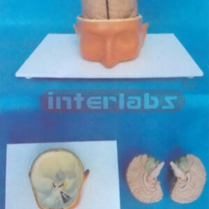 BIG HEAD WITH 2-PC BRAINS Manufacturers and Suppliers From Ambala India
