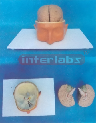 BIG HEAD WITH 2-PC BRAINS Manufacturers and Suppliers From Ambala India