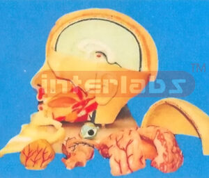 DELUXE HEAD MODEL WITH HALF BRAIN (7 PARTS) Manufacturers and Suppliers From Ambala India