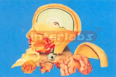 DELUXE HEAD MODEL WITH HALF BRAIN (7 PARTS) Manufacturers and Suppliers From Ambala India