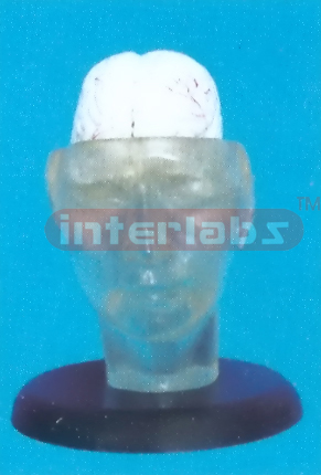 TRANSPARENT HEAD MODEL WITH 2-PCS BRAIN Manufacturers and Suppliers From Ambala India