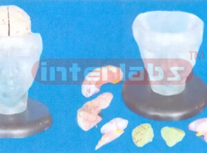 BIG TRANSPARENT DELUXE HEAD MODEL WITH FULL BRAIN (9 PCS) & PLASTIC BASE Manufacturers and Suppliers From Ambala India