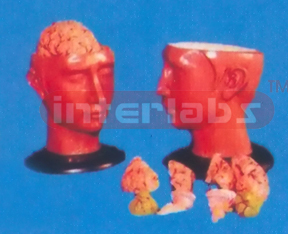 SMALL DELUXE HEAD MODEL WITH PINKISH 8-PARTS BRAINS. Manufacturers and Suppliers From Ambala India