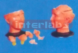 GIANT DELUXE HEAD MODEL WITH 8-PARTS PINKISH BRAINS (9 PARTS). Manufacturers and Suppliers From Ambala India
