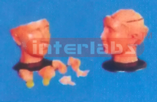GIANT DELUXE HEAD MODEL WITH 8-PARTS PINKISH BRAINS (9 PARTS). Manufacturers and Suppliers From Ambala India