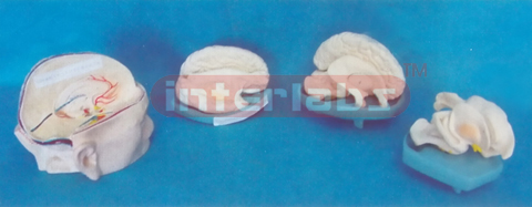 BRAIN MODEL FOR SPECIAL ANATOMICAL SIDE (A SIDE