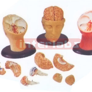 BIG DELUXE HEAD MODEL 8-PCS PINKIS BRAIN Manufacturers and Suppliers From Ambala India
