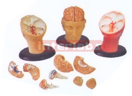 BIG DELUXE HEAD MODEL 8-PCS PINKIS BRAIN Manufacturers and Suppliers From Ambala India