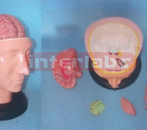 BIG DELUXE HEAD MODEL WITH PINKISH BRAIN (6PCS) Manufacturers and Suppliers From Ambala India