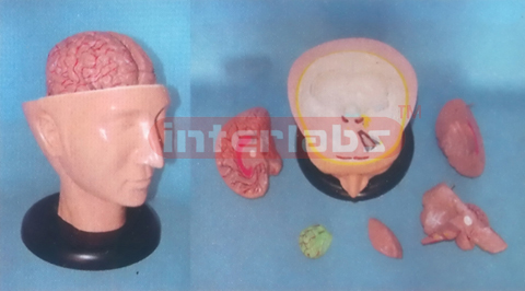 BIG DELUXE HEAD MODEL WITH PINKISH BRAIN (6PCS) Manufacturers and Suppliers From Ambala India